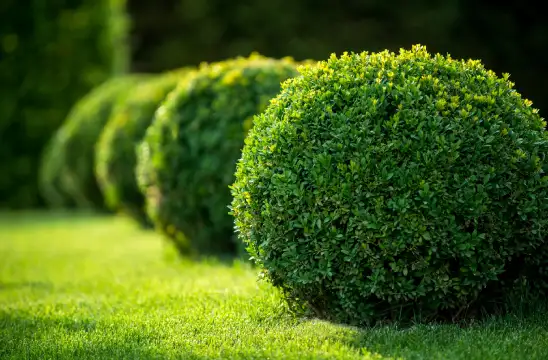 Avoir une haie de qualité 37