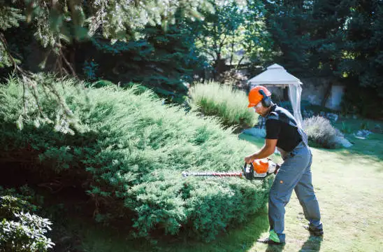 Travaux taille de haie (37)